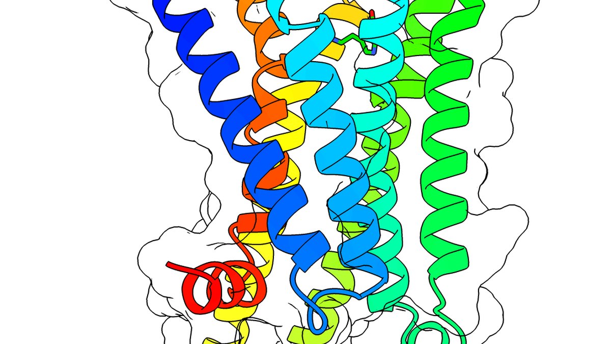 Ribbon model of a folded amino-acid chain — a designer / custom peptide whose sequence is engineered so the fold and function come out as intended, a Panacea Bio Chem design brief by Bogdan Dicoias